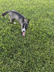 Found/Stray Male Dog last seen ests of Auburndale, Auburndale, FL 33823