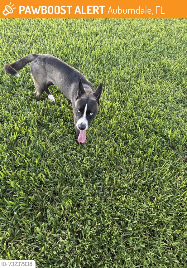 Found/Stray Male Dog last seen ests of Auburndale, Auburndale, FL 33823