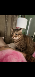Lost Male Cat last seen East brainerd road and bel air road, Chattanooga, TN 37421