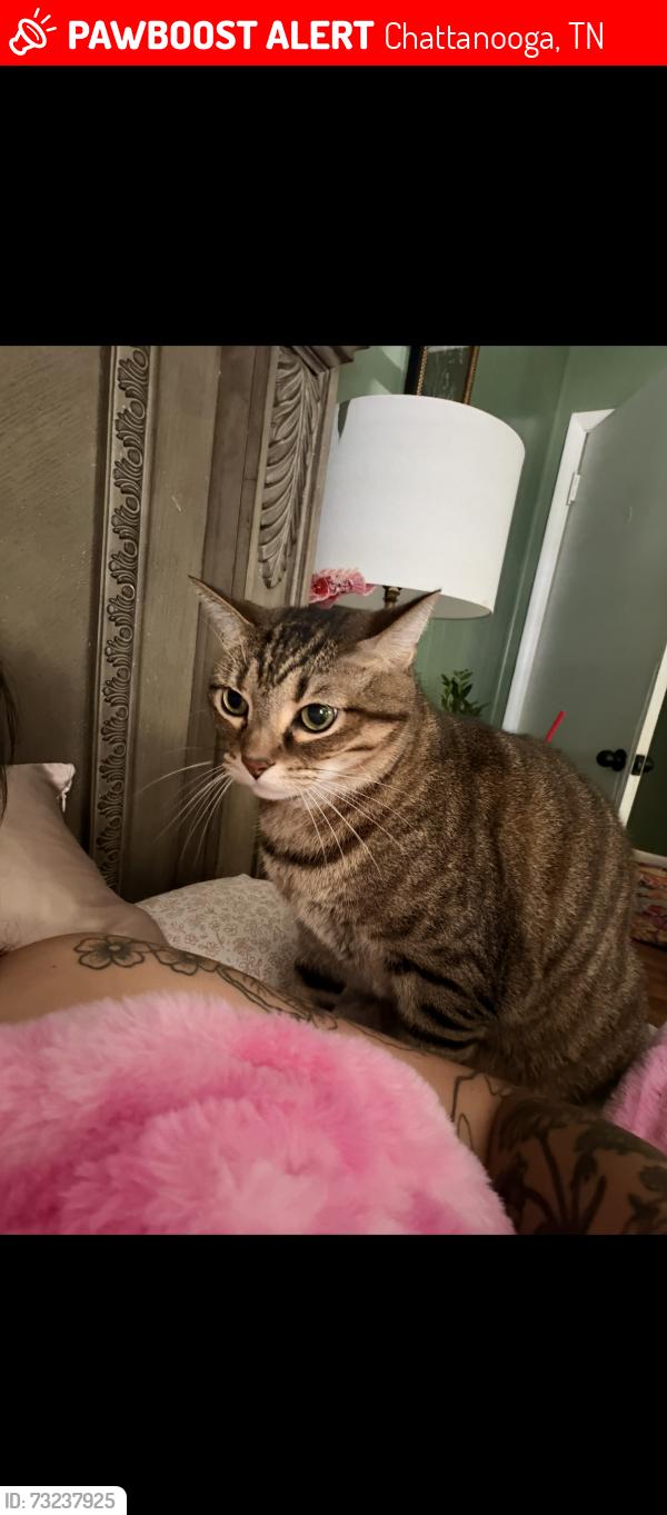 Lost Male Cat last seen East brainerd road and bel air road, Chattanooga, TN 37421