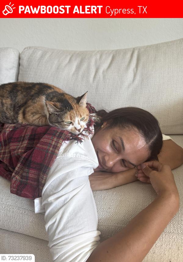 Lost Female Cat last seen Near Tannas Mount Trail, Cypress, TX 77433