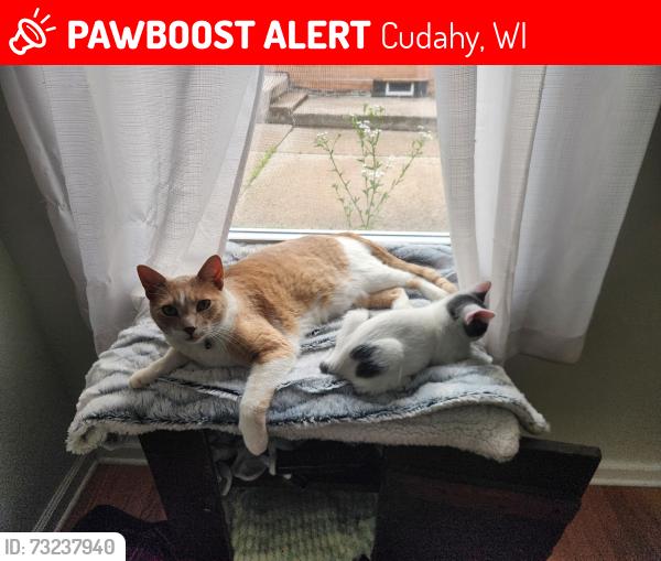 Lost Male Cat last seen Elser, trinthammer, hately, Cudahy, WI 53110