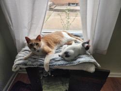 Lost Male Cat last seen Elser, trinthammer, hately, Cudahy, WI 53110