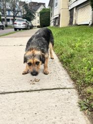 Found/Stray Female Dog last seen Pantry quick, Wilkes-Barre, PA 18702