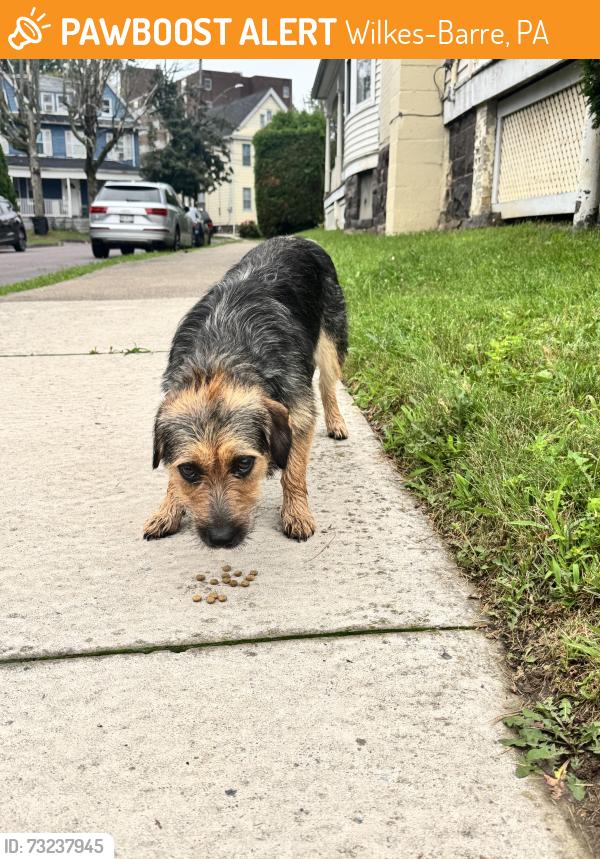 Found/Stray Female Dog last seen Pantry quick, Wilkes-Barre, PA 18702