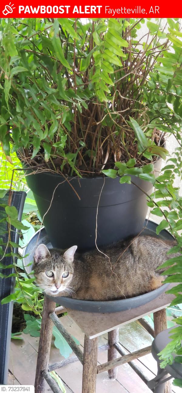 Lost Female Cat last seen East Prospect, Fayetteville, AR 72701