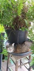 Lost Female Cat last seen East Prospect, Fayetteville, AR 72701