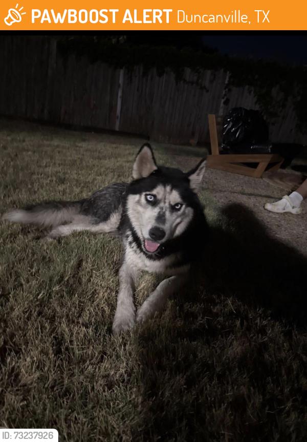 Found/Stray Male Dog last seen Danieldale and Main, Duncanville, TX 75116