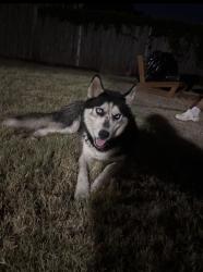 Found/Stray Male Dog last seen Danieldale and Main, Duncanville, TX 75116