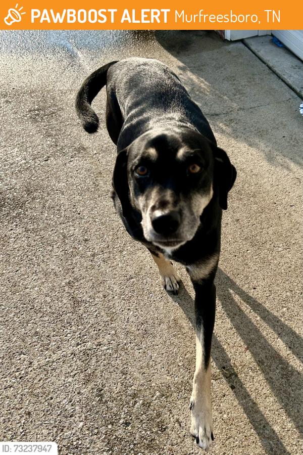 Found/Stray Female Dog last seen Haynes Drive, Murfreesboro, TN 37129