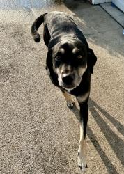 Found/Stray Female Dog last seen Haynes Drive, Murfreesboro, TN 37129