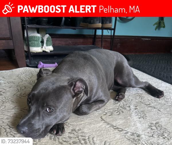 Lost Female Dog last seen pelham shutesbury town line, Pelham, MA 01002