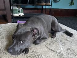 Lost Female Dog last seen pelham shutesbury town line, Pelham, MA 01002