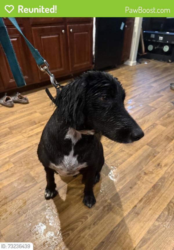 Reunited Male Dog last seen Near White Oak Valley Rd, McDonald, TN 37353, USA, McDonald, TN 37353
