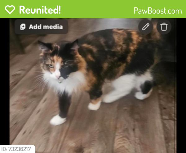 Reunited Female Cat last seen Campus and 14th Street, Upland, CA 91786