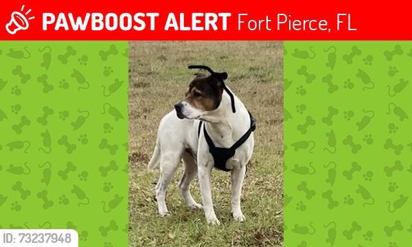 Lost Male Dog last seen S27th st and Georgia Ave, Fort Pierce, FL 34950