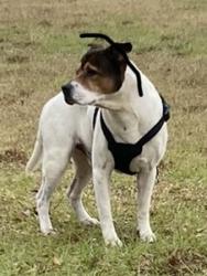 Lost Male Dog last seen S27th st and Georgia Ave, Fort Pierce, FL 34950