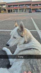 Found/Stray Unknown Dog last seen Aravada anytime fitness, Arvada, CO 80002