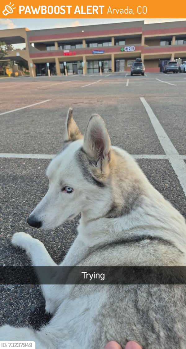 Found/Stray Unknown Dog last seen Aravada anytime fitness, Arvada, CO 80002