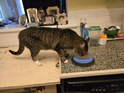 Reunited Female Cat last seen Near Penn Street, West Palm Beach, Fl 33401, West Palm Beach, FL 33401