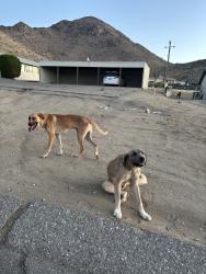 Found/Stray Female Dog last seen otoe rd. & rancherias rd. in apple valley, Apple Valley, CA 92307