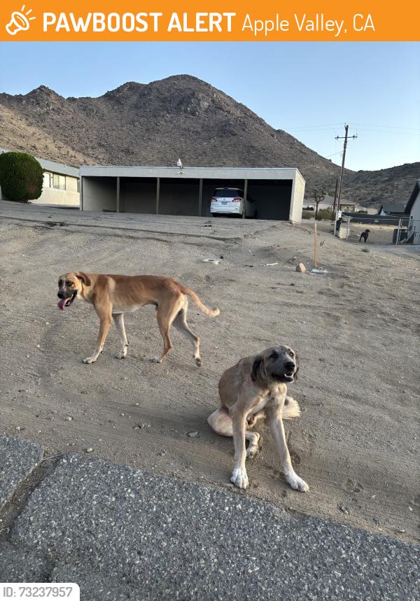 Found/Stray Female Dog last seen otoe rd. & rancherias rd. in apple valley, Apple Valley, CA 92307