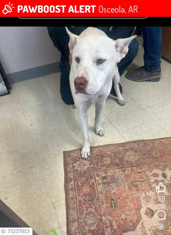 Lost Male Dog last seen Mockingbird lane osceola arkansas, Osceola, AR 72370