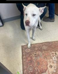 Lost Male Dog last seen Mockingbird lane osceola arkansas, Osceola, AR 72370