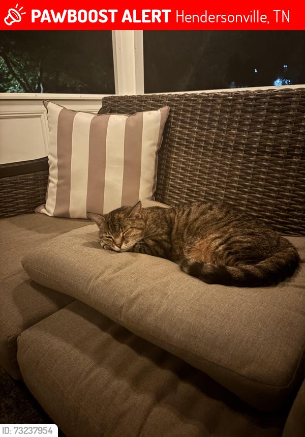 Lost Female Cat last seen Arrowhead subdivision, Hendersonville, TN 37075