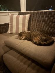 Lost Female Cat last seen Arrowhead subdivision, Hendersonville, TN 37075