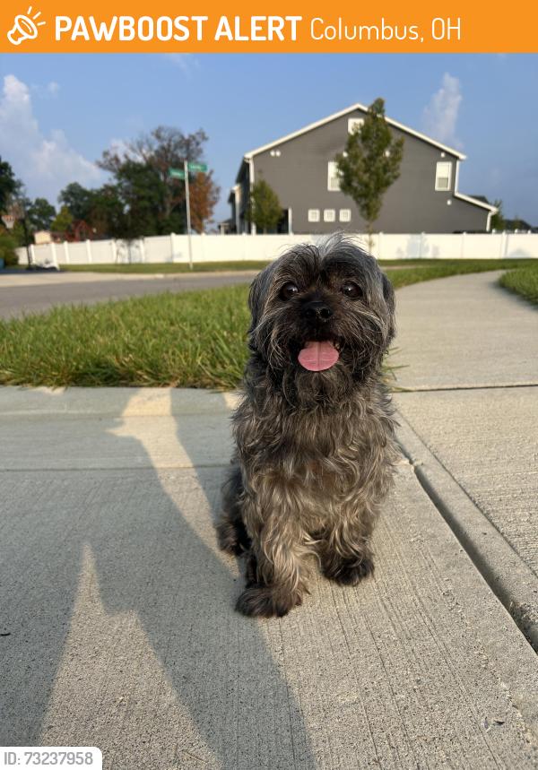 Found/Stray Male Dog last seen Warner Woods Park near pickle ball courts, Columbus, OH 43081