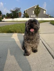 Found/Stray Male Dog last seen Warner Woods Park near pickle ball courts, Columbus, OH 43081