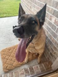 Reunited Female Dog last seen Near the park in Elyson, Harris County, TX 77493