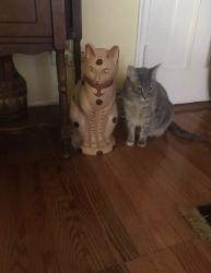 Lost Male Cat last seen Near Pinewood apt 2a Hartsdale , New York 10530, Hartsdale, NY 10530