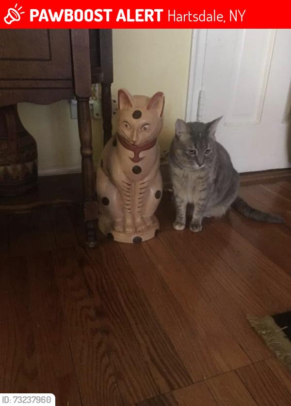 Lost Male Cat last seen Near Pinewood apt 2a Hartsdale , New York 10530, Hartsdale, NY 10530