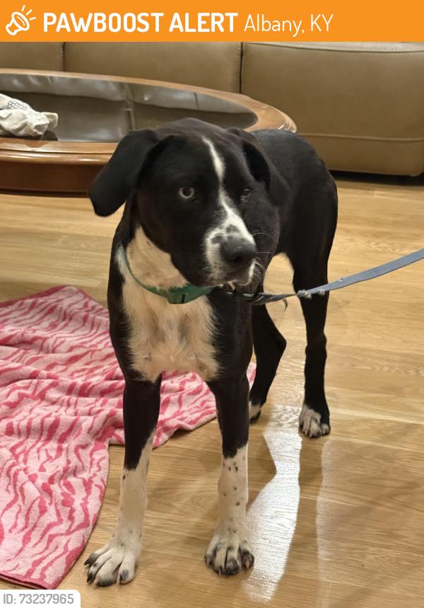 Found/Stray Male Dog last seen Rowena Marina, Albany, KY 42602