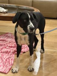 Found/Stray Male Dog last seen Rowena Marina, Albany, KY 42602