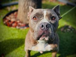 Shelter Stray Female Dog last seen , 2769 Conroy Rd, Orlando, FL 32839, USA