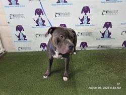 Shelter Stray Male Dog last seen , 2769 Conroy Rd, Orlando, FL 32839, USA