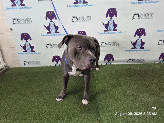 Shelter Stray Male Dog last seen , 2769 Conroy Rd, Orlando, FL 32839, USA