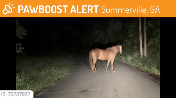 Found/Stray Unknown Horse last seen Close to Foster Manning and Silver Hill, Summerville, GA 30747