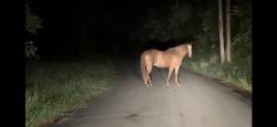Found/Stray Unknown Horse last seen Close to Foster Manning and Silver Hill, Summerville, GA 30747