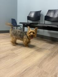 Found/Stray Male Dog last seen Parker avenue 63116, St. Louis, MO 63116
