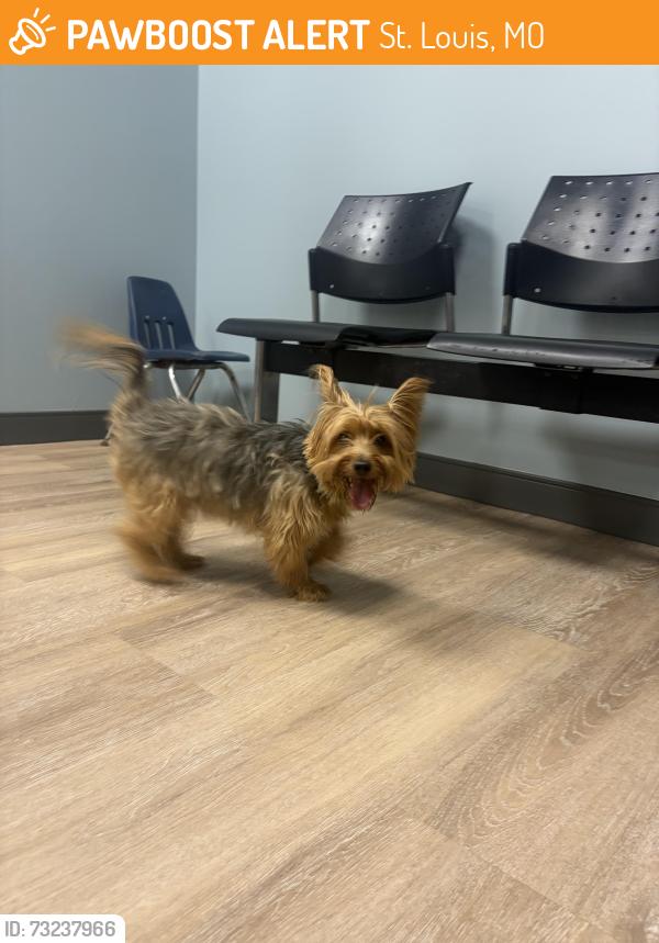 Found/Stray Male Dog last seen Parker avenue 63116, St. Louis, MO 63116