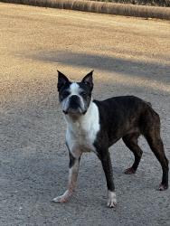 Reunited Female Dog last seen Antoine and long creek, Houston, TX 77088