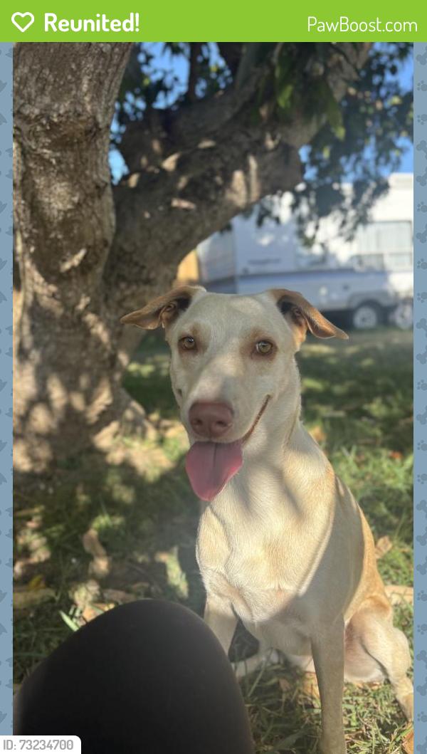 Reunited Female Dog last seen South Miami heights, Miami, FL 33177