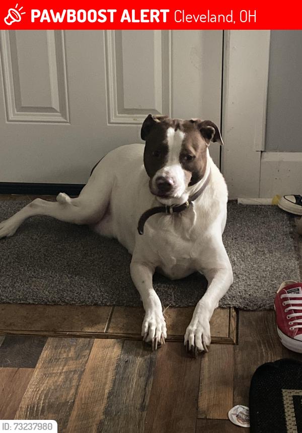 Lost Male Dog last seen West 105th, Cleveland, OH 44111