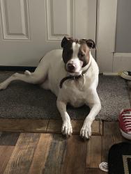 Lost Male Dog last seen West 105th, Cleveland, OH 44111
