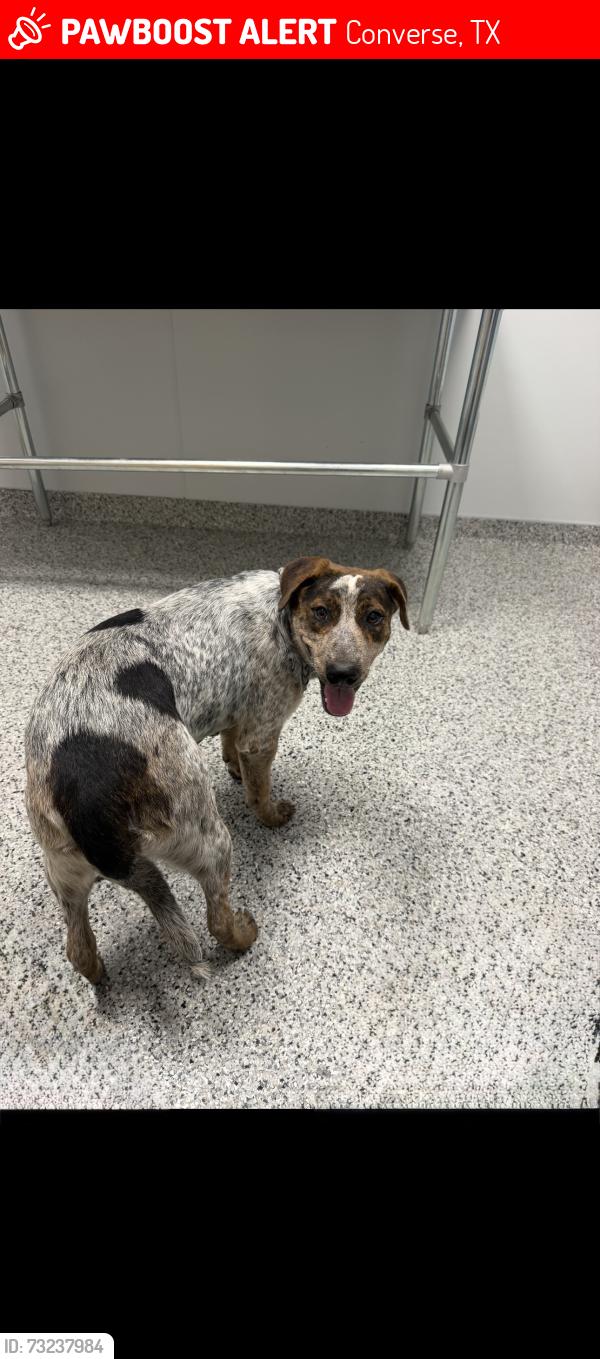 Lost Female Dog last seen FM 1976, Converse, TX 78109