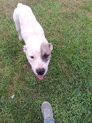 Reunited Female Dog last seen Tomball, TX 77377, USA, Tomball, TX 77375